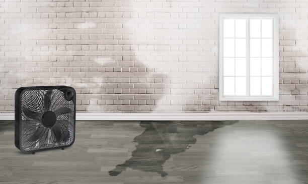 Best Water damage contractors near me  in Jasonville, IN